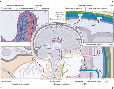 A Brief Overview of the Cerebrospinal Fluid System and Its Implications for Brain and Spinal Cord Diseases